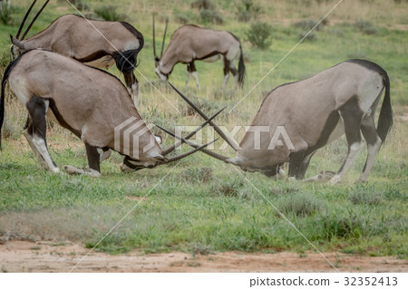 Two Gemsboks fighting in the grass. 32352413
