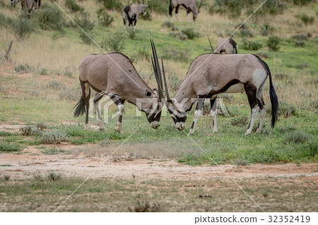 Two Gemsboks fighting in the grass. 32352419