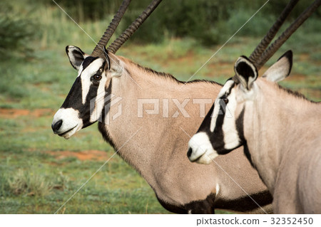 Side profile of two Gemsboks in Kalagadi. 32352450