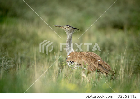 Kori bustard walking in the high grass. 32352482