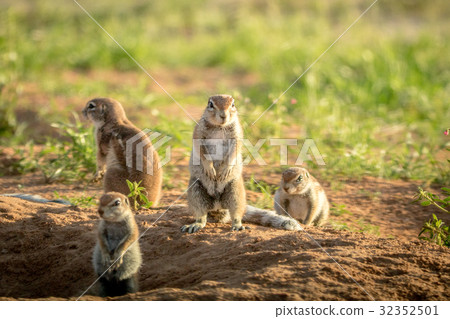 Group of Ground squirrels in the sand. Group of Ground squirrels in the sand. 32352501