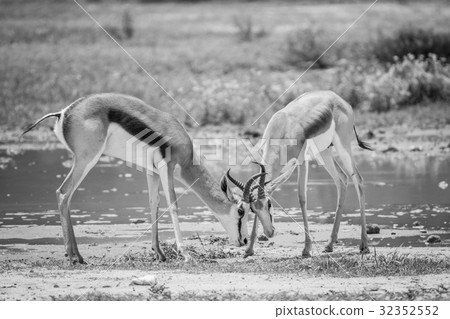 Two Springboks fighting in the Kalagadi. Two Springboks fighting in the Kalagadi. 32352552