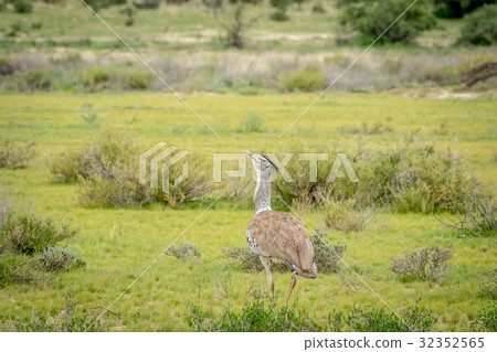 Kori bustard walking in the grass. 32352565