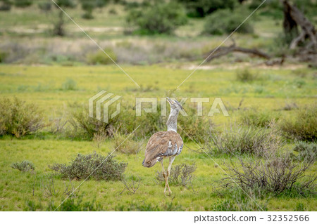 Kori bustard walking in the grass. 32352566