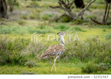 Kori bustard walking in the grass. 32352567