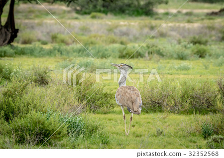 Kori bustard walking in the grass. 32352568