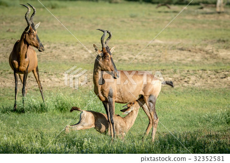 Red hartebeest calf suckling from his mother. Red hartebeest calf suckling from his mother. 32352581
