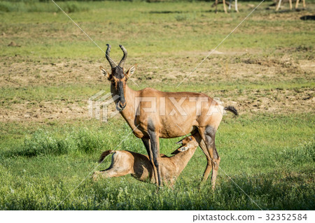 Red hartebeest calf suckling from his mother. Red hartebeest calf suckling from his mother. 32352584