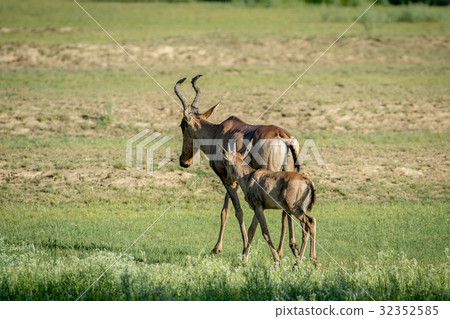 Red hartebeest and calf walking away. Red hartebeest and calf walking away. 32352585