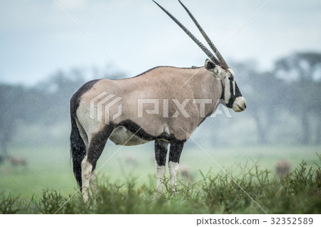 Gemsbok standing in the grass in the rain. 32352589