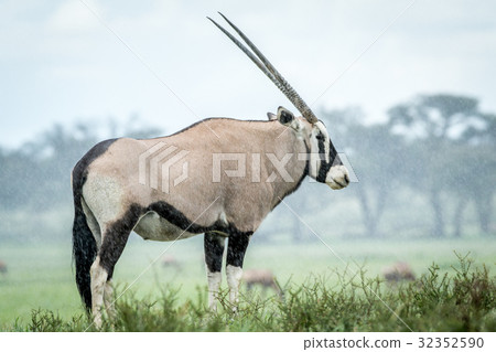 Gemsbok standing in the grass in the rain. 32352590