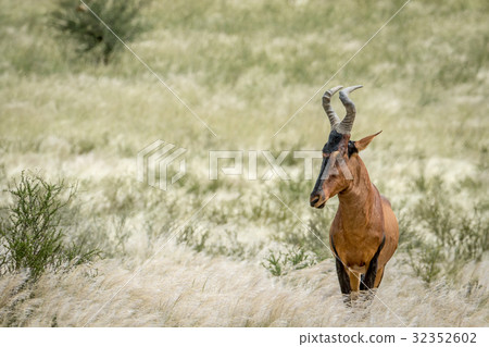 Red hartebeest standing in the high grass. Red hartebeest standing in the high grass. 32352602
