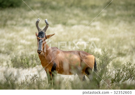 Red hartebeest standing in the high grass. 32352603