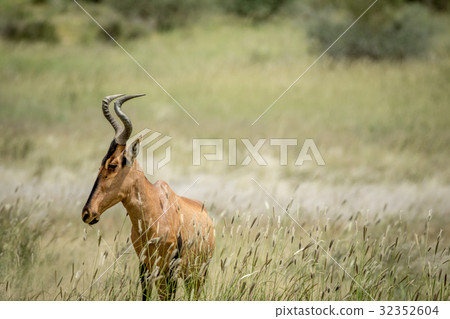 Red hartebeest standing in the high grass. Red hartebeest standing in the high grass. 32352604