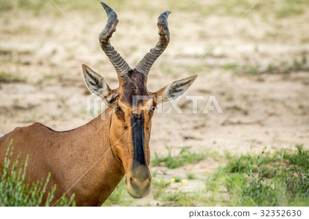 Close up of a Red hartebeest in Kalagadi. Close up of a Red hartebeest in Kalagadi. 32352630