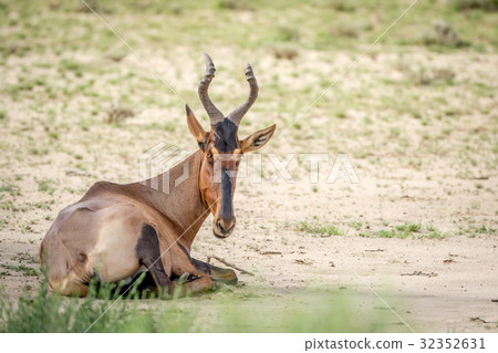 Red hartebeest laying in the grass. Red hartebeest laying in the grass. 32352631