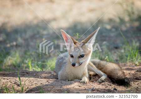 Cape fox laying down in the sand. Cape fox laying down in the sand. 32352700