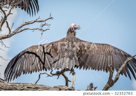 Lappet-faced vulture spreading his wings. 32352763