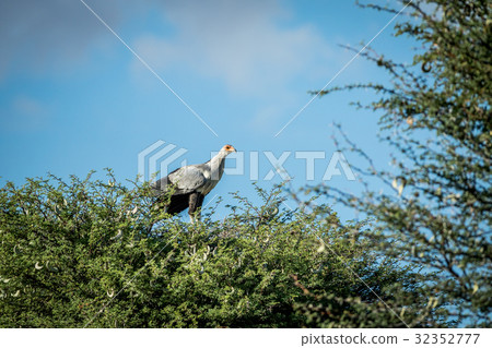 Secretary bird in a tree in the Kalagadi. Secretary bird in a tree in the Kalagadi. 32352777