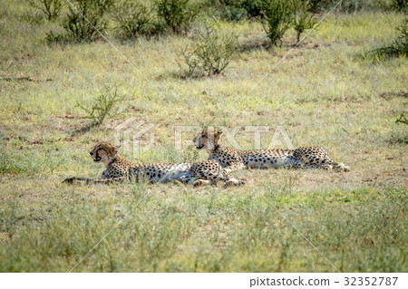 Two Cheetahs laying in the grass. Two Cheetahs laying in the grass. 32352787
