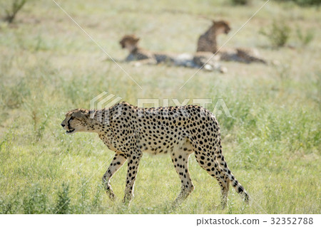 Cheetah walking in the grass in Kalagadi. Cheetah walking in the grass in Kalagadi. 32352788