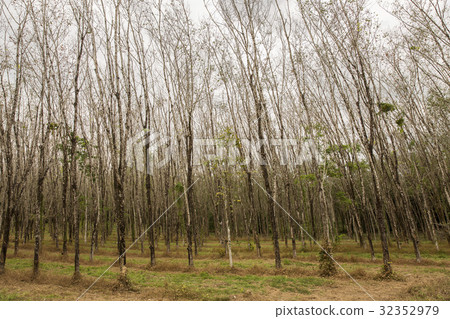 Rubber tree, hevea brasiliensis plant  32352979