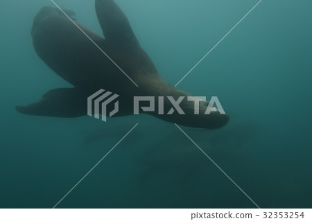 海獅 32353254