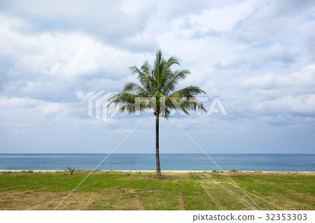 One palm tree One palm tree 32353303