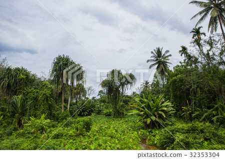 Jungle forest. Tropical trees in Asia. Jungle forest. Tropical trees in Asia. 32353304