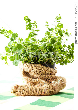 Fresh oregano in a flowerpot Fresh oregano in a flowerpot 32354528