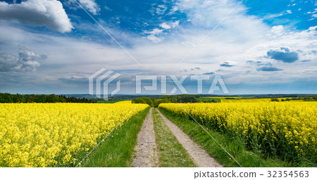 Road in a canola,  rapeseed field 32354563