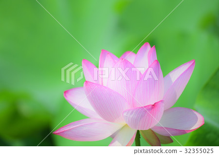 古老蓮花 古老蓮花 32355025