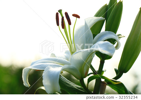 百合花 32355234