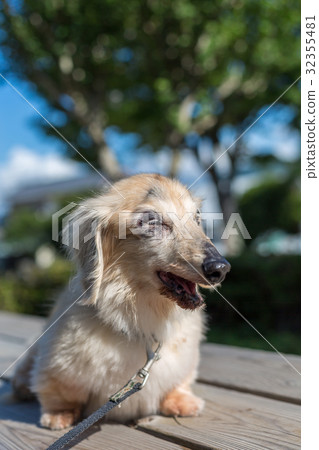 高級狗達克斯獵犬 高級狗達克斯獵犬 32355481
