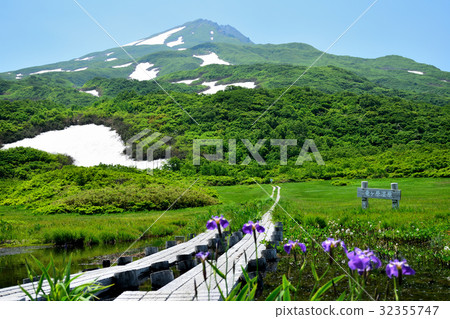 The irises blooming in the deep green Chokai and the Ryugahara marsh 32355747