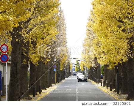 Seijo Gakuen, Autumn ginkgo aki Seijo Gakuen, Autumn ginkgo aki 32355861