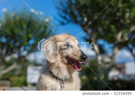 Senior dog Dachshund 32356495