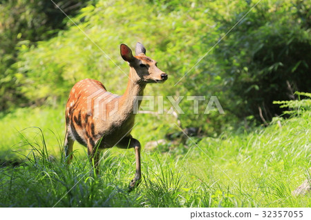 Wild deer Wild deer 32357055