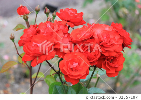 A bunch of bright red roses 32357197