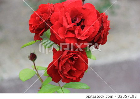 Rose red 32357198