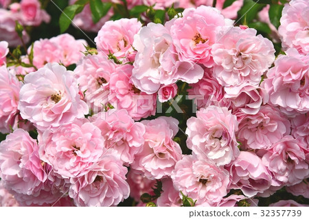Flower Garden Flower Garden 32357739