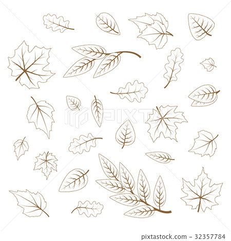 Handdrawn cute leaves from different kind of trees Handdrawn cute leaves from different kind of trees 32357784