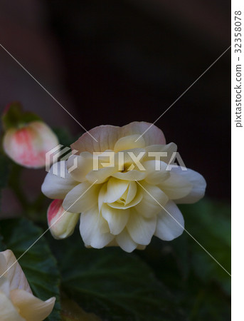 Creamy white flowers plants Begonia 32358078