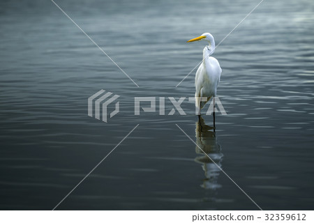 Great Egret Great Egret 32359612