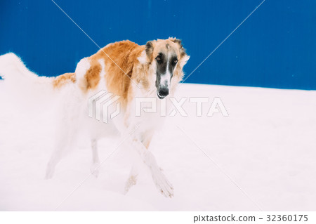 Russian Wolfhound, Russian Hunting Sighthound 32360175
