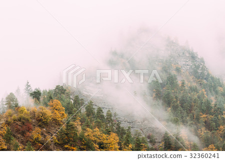 Borjomi, Samtskhe-Javakheti, Georgia. Pine Growing 32360241