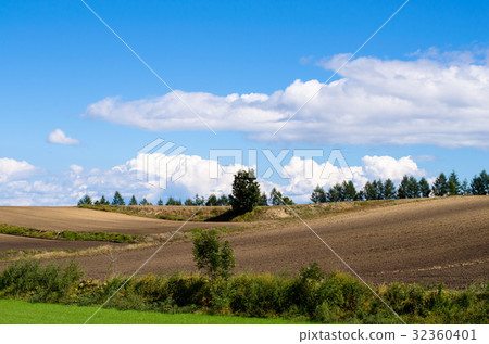 Waving fields 32360401