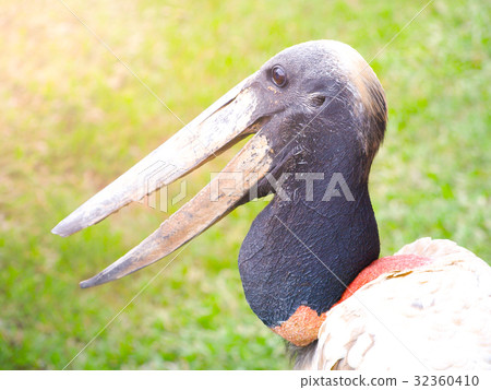 Close-up profile of jabiru stork, jabiru mycteria Close-up profile of jabiru stork, jabiru mycteria 32360410