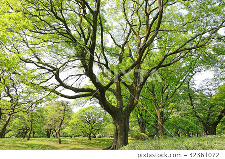 Zelkova的Oiki Koganei公園 Zelkova的Oiki Koganei公園 32361072