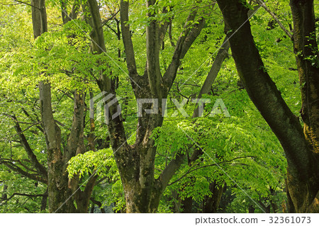 新鮮的綠色zelkova小金井公園 新鮮的綠色zelkova小金井公園 32361073